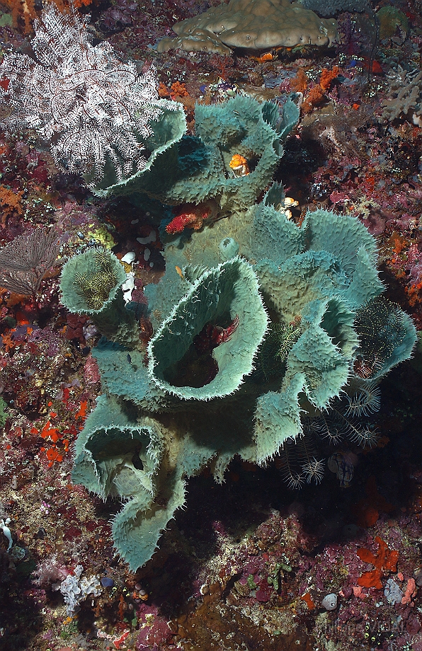 Raja Ampat 2016 - Corail - IMG_4749_rc.jpg